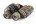 Бинокль Bushnell Trophy 28x40 оптом 